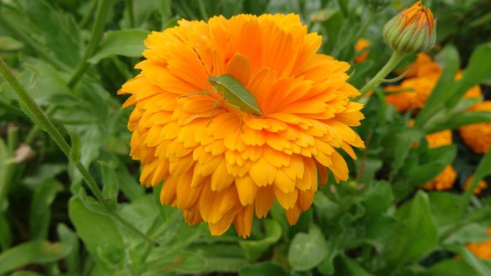 Calendula ‘Orange Prince’ accueillant une punaise